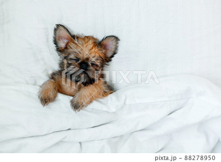 sleeping brussels griffon puppy red color lies under a white blanket sleeping brussels griffon puppy red color lies under a white blanket 88278950