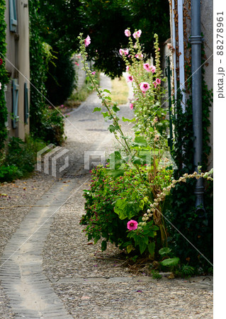 small alley with hollyhock small alley with hollyhock 88278961