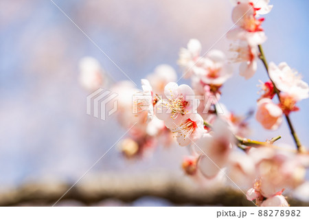 うららかな春の景色　美しい梅の花　紅梅 88278982