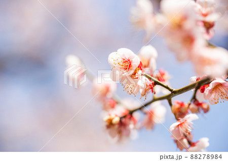 うららかな春の景色 美しい梅の花 紅梅 うららかな春の景色 美しい梅の花 紅梅 88278984