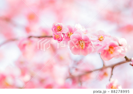 うららかな春の景色 美しい梅の花 紅梅 うららかな春の景色 美しい梅の花 紅梅 88278995
