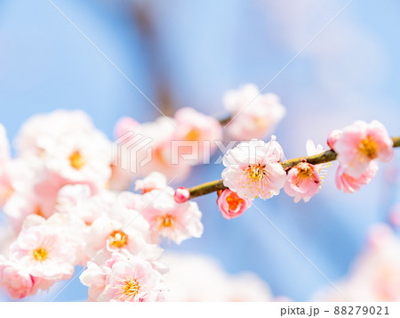 うららかな春の景色 美しい梅の花 紅梅の写真素材
