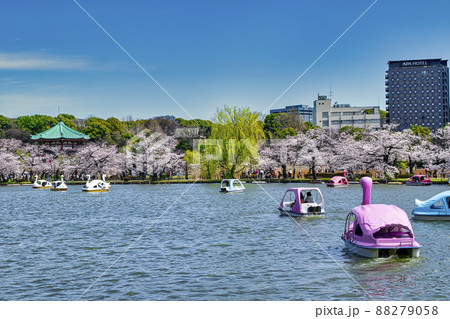 東京都　上野公園　ボート池　満開の桜 88279058