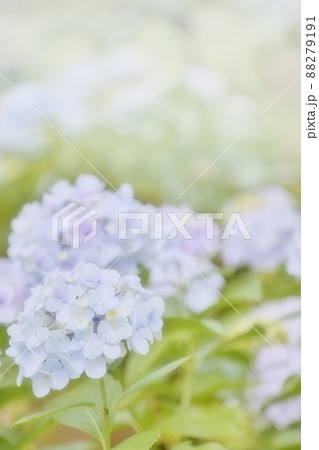 パステルカラーの紫陽花が綺麗 パステルカラーの紫陽花が綺麗 88279191
