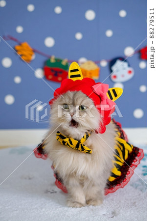 節分の鬼コスプレをしたペルシャ猫3 88279511