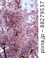 桜 桜 88279537