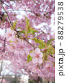 桜 桜 88279538