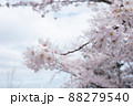 ソメイヨシノ ソメイヨシノ 88279540