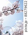 ソメイヨシノ ソメイヨシノ 88279622