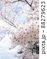 ソメイヨシノ ソメイヨシノ 88279623