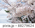 ソメイヨシノ ソメイヨシノ 88279624