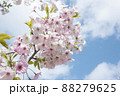 ソメイヨシノ ソメイヨシノ 88279625