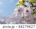 ソメイヨシノ ソメイヨシノ 88279627