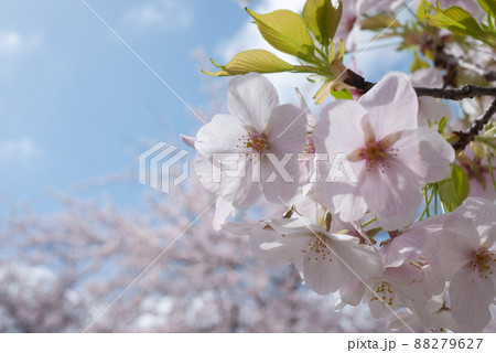 ソメイヨシノ 88279627