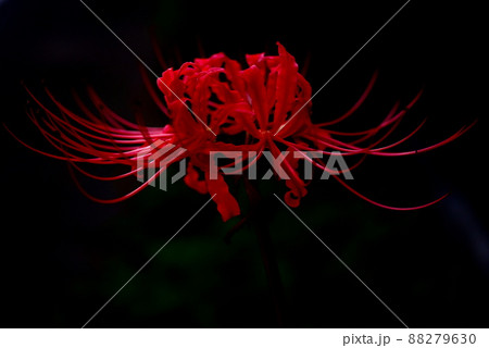 沖縄県宜野湾市の道端に咲く彼岸花 88279630