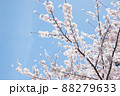 ソメイヨシノ ソメイヨシノ 88279633
