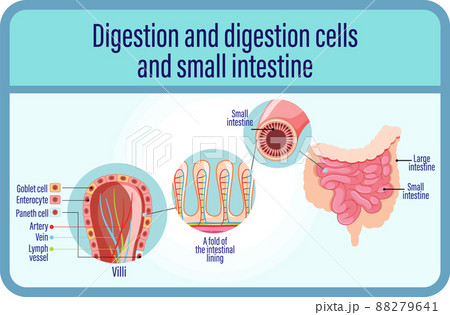 Digestion and digestion cells and small intestine Digestion and digestion cells and small intestine 88279641