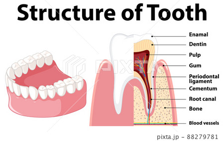 Infographic of human in structure of tooth Infographic of human in structure of tooth 88279781