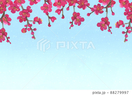 梅の花の水彩イラスト 88279997