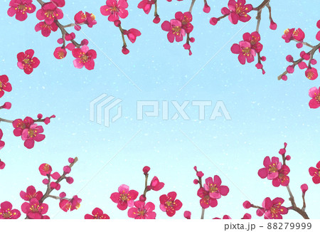 梅の花の水彩イラストのイラスト素材
