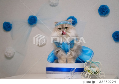 シンデレラのコスプレをしたペルシャ猫 シンデレラのコスプレをしたペルシャ猫 88280224