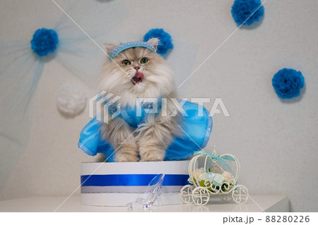 シンデレラのコスプレをしたペルシャ猫 88280226