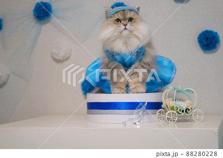 シンデレラのコスプレをしたペルシャ猫 88280228