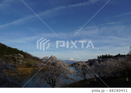 桜咲く 富士山を望む 桜咲く 富士山を望む 88280451