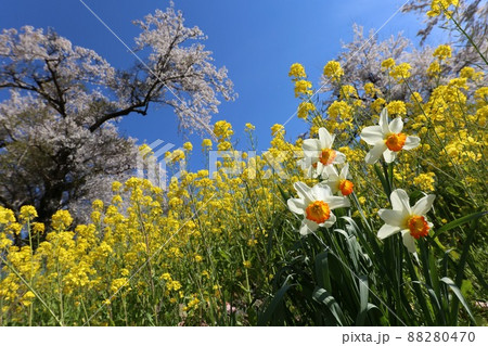 〔滋賀県長浜市・余呉川・4月〕春の共演（菜の花とラッパ水仙と桜） 88280470