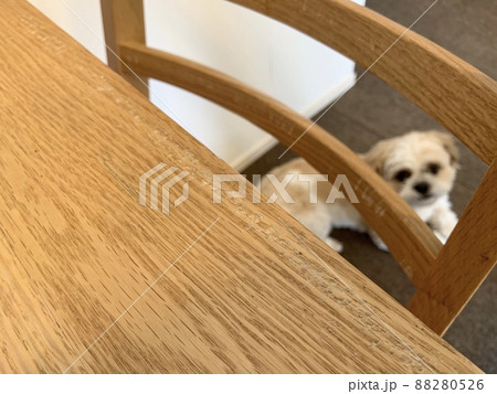 犬に噛まれないように椅子の脚にプチプチを巻く 88280526