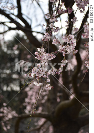 風に揺れる枝垂れソメイヨシノ 88280527