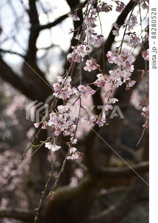 風に揺れる枝垂れソメイヨシノ 88280528