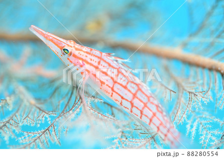 イソバナで休むクダゴンベ 88280554