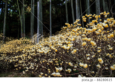 西方寺のミツマタ 西方寺のミツマタ 88280615