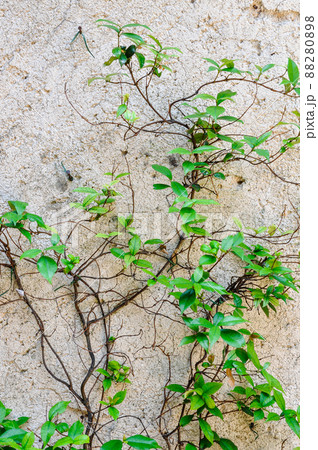 Green creeper on wall building 88280898