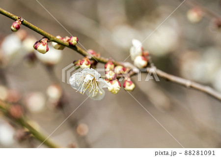 青空と「堤梅団地」の梅の花 宮城県大河原町 青空と「堤梅団地」の梅の花 宮城県大河原町 88281091