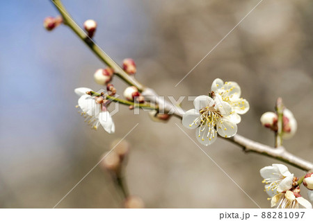 青空と「堤梅団地」の梅の花 宮城県大河原町 青空と「堤梅団地」の梅の花 宮城県大河原町 88281097