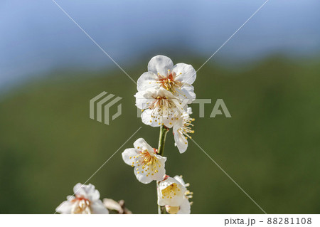 青空と「堤梅団地」の梅の花　宮城県大河原町 88281108