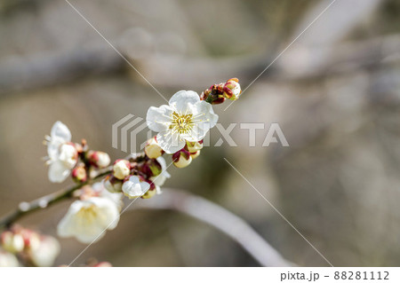 青空と「堤梅団地」の梅の花 宮城県大河原町 青空と「堤梅団地」の梅の花 宮城県大河原町 88281112
