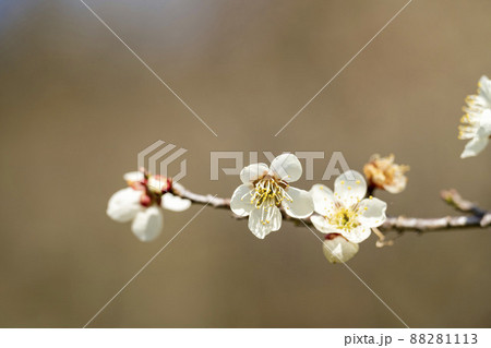青空と「堤梅団地」の梅の花 宮城県大河原町 青空と「堤梅団地」の梅の花 宮城県大河原町 88281113