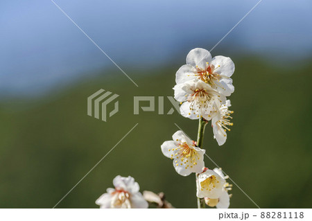 青空と「堤梅団地」の梅の花　宮城県大河原町 88281118