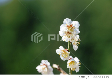 青空と「堤梅団地」の梅の花 宮城県大河原町 青空と「堤梅団地」の梅の花 宮城県大河原町 88281119