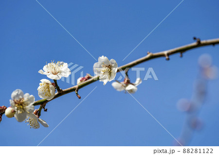 青空と「堤梅団地」の梅の花 宮城県大河原町 青空と「堤梅団地」の梅の花 宮城県大河原町 88281122