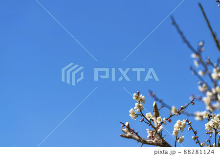青空と「堤梅団地」の梅の花 宮城県大河原町 青空と「堤梅団地」の梅の花 宮城県大河原町 88281124