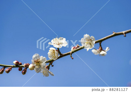 青空と「堤梅団地」の梅の花 宮城県大河原町 青空と「堤梅団地」の梅の花 宮城県大河原町 88281127
