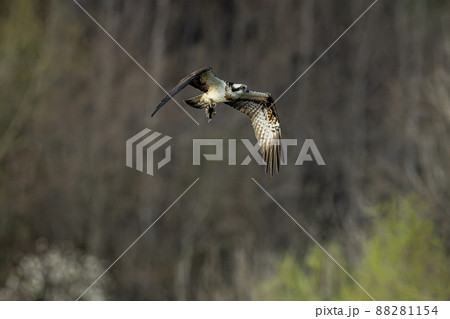 北海道の5月、山を飛ぶミサゴ。 北海道の5月、山を飛ぶミサゴ。 88281154