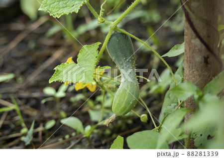 Close up deformed cucumber on vine,lack of trace elements 88281339