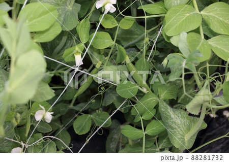 スナックエンドウの畑　四月上旬 88281732