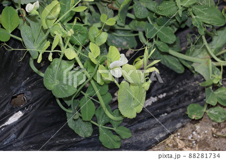 スナックエンドウの畑　四月上旬 88281734