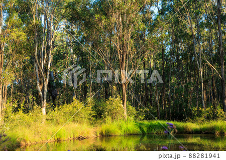 無人ののどかな森の中にある小さな透き通った池 88281941